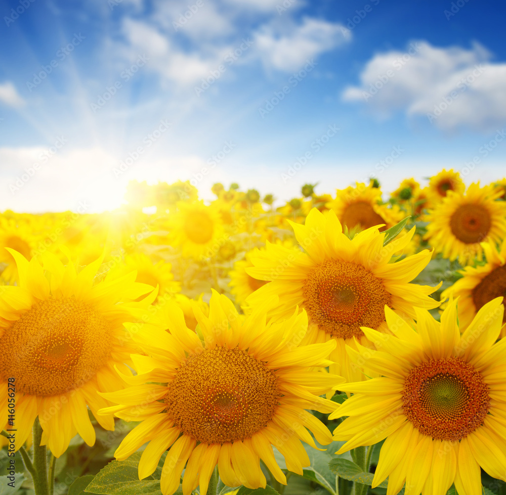 Obraz premium sunflowers and sun