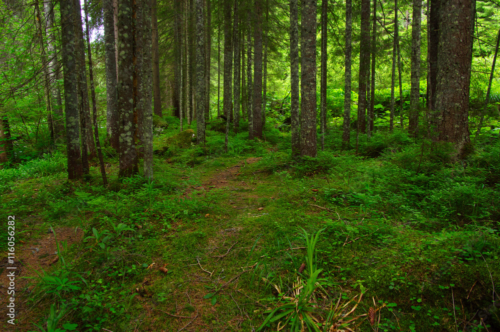 Fototapeta premium Trees in forest