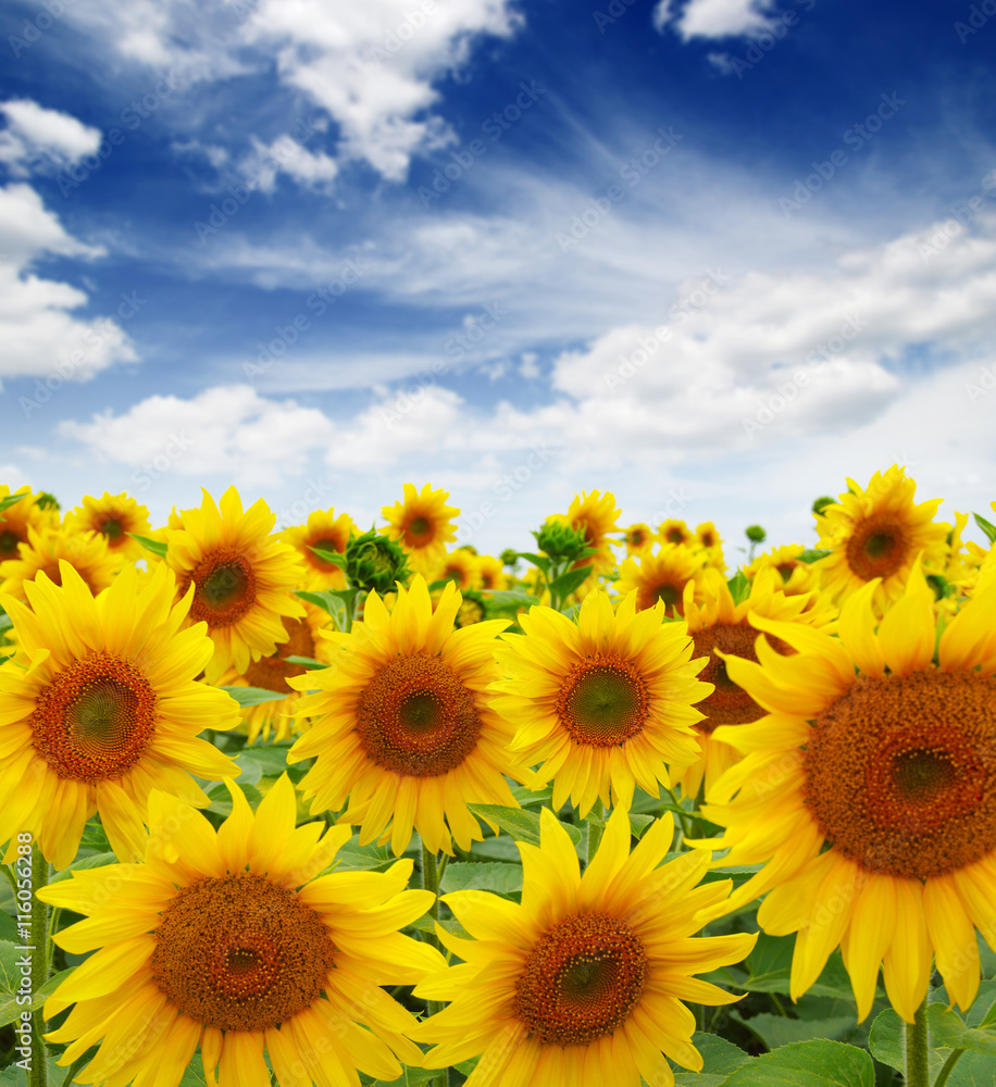Obraz premium sunflowers field on sky