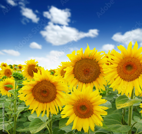 sunflowers field on sky