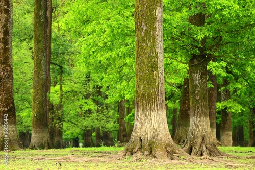 Green forest with old oaks