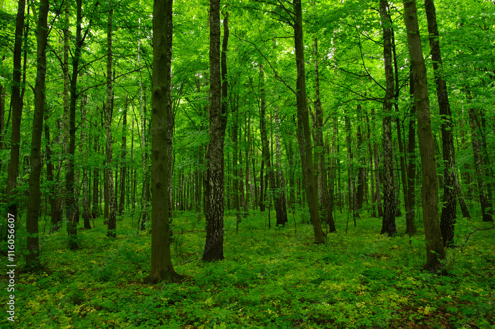 Obraz premium beautiful green forest