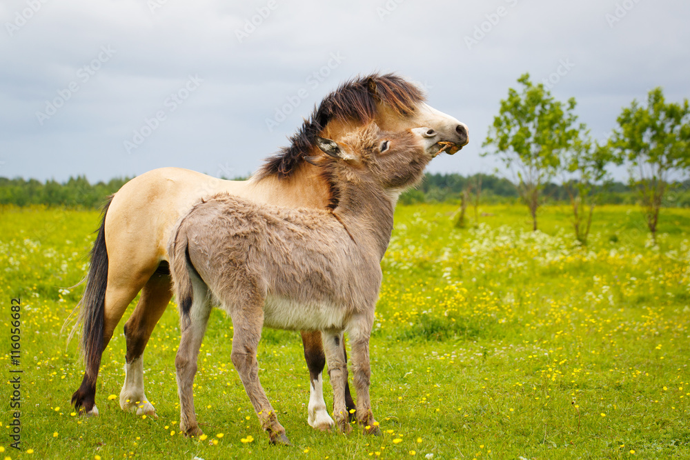 Obraz premium welsh pony and gray donkey