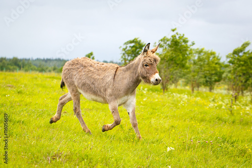 Grey donkey
