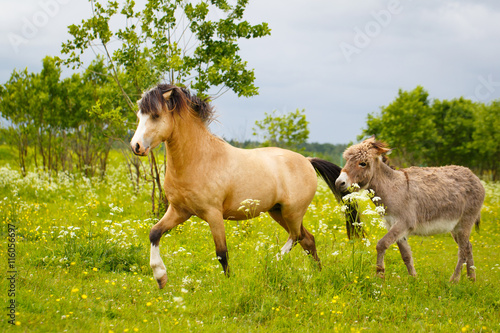 welsh pony and gray donkey