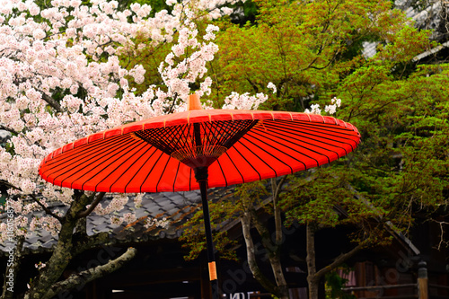 Red parasol and cherry blossom  Kyoto Japan.