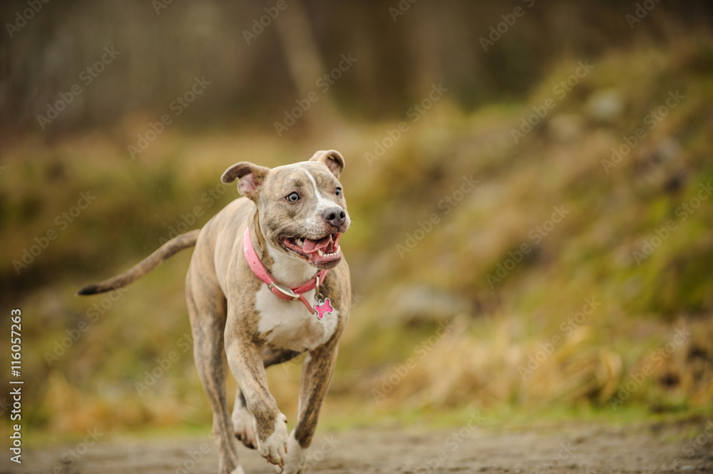American Pit Bull Terrier running in natural background