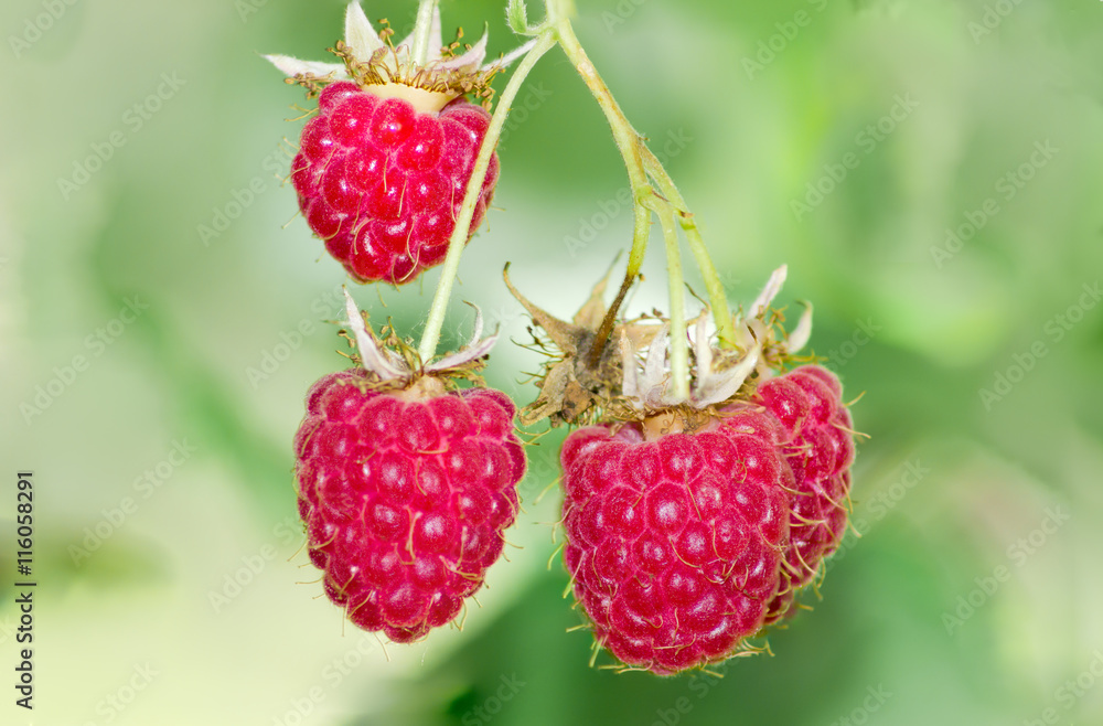 Some red raspberries on the bush Some red raspberries on the bush