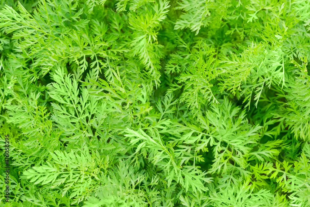 Background of a carrot beet tops