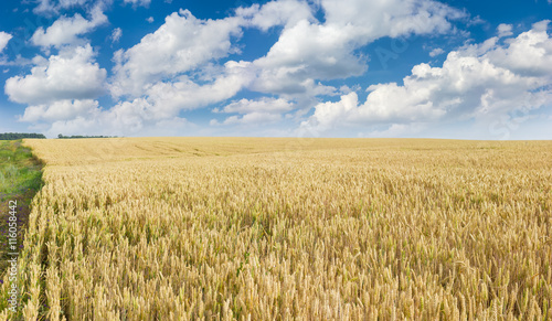 Field of ripening wheat against the sky with clouds