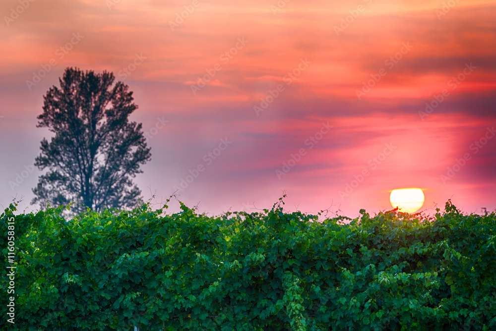 sunset over the vineyards
