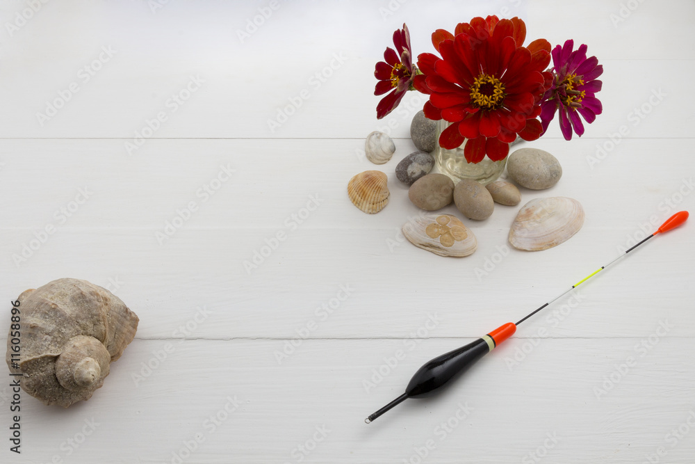 Shell on white wooden background. Shell on white wooden background.