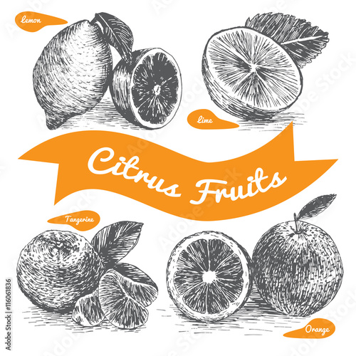 Vector illustration black and white set with citrus fruits