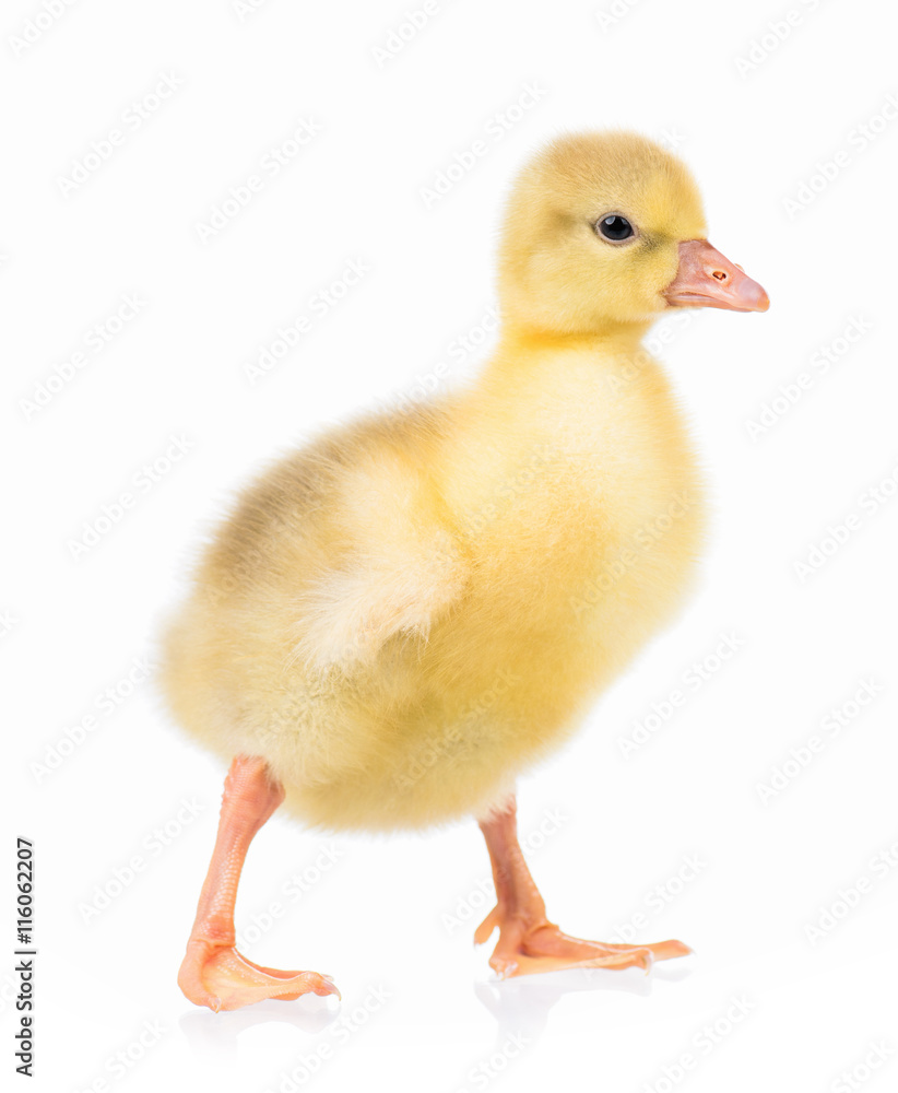 Cute little newborn gosling, isolated on a white background Cute little newborn gosling, isolated on a white background
