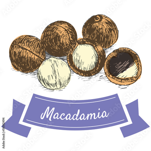 Vector colorful illustration of macadamia nuts
