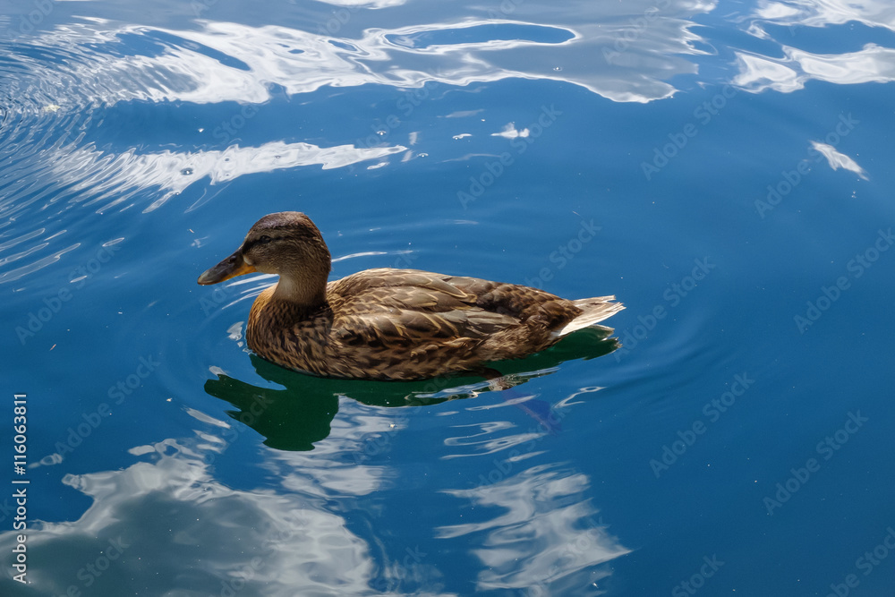 Graceful wild duck swim in blue water. Beautiful bird in its natural nature. Idyllic to the eye picture. Graceful wild duck swim in blue water. Beautiful bird in its natural nature. Idyllic to the eye picture.