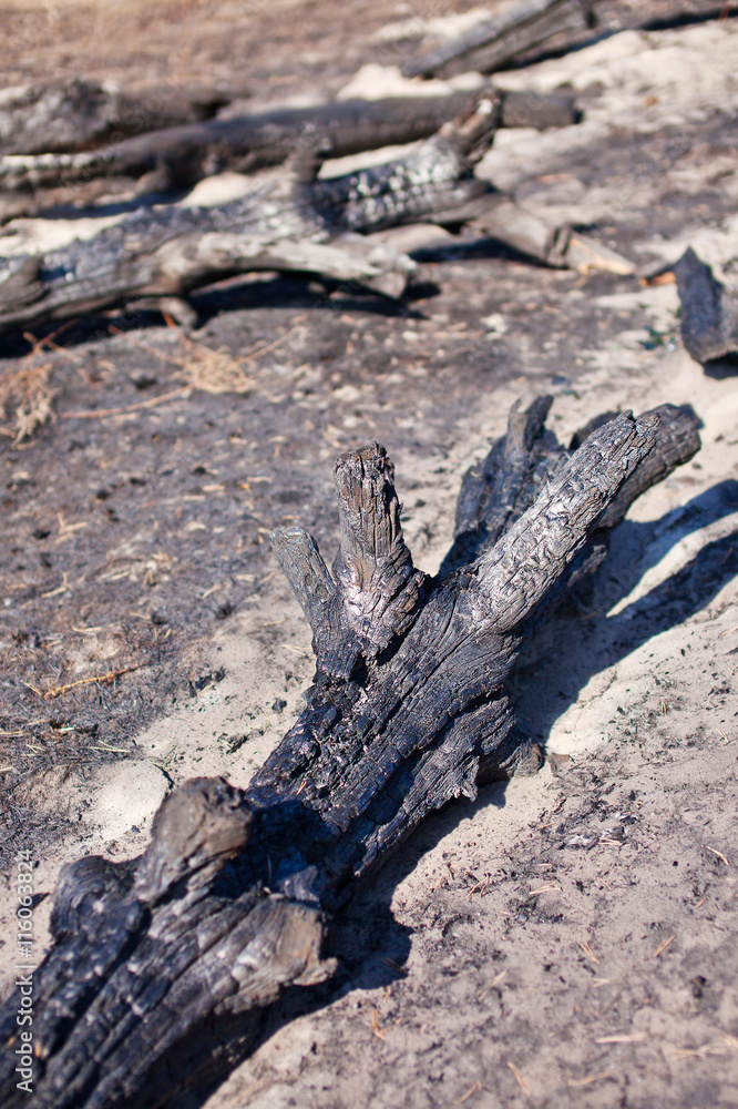 Charred tree trunks after fire Charred tree trunks after fire