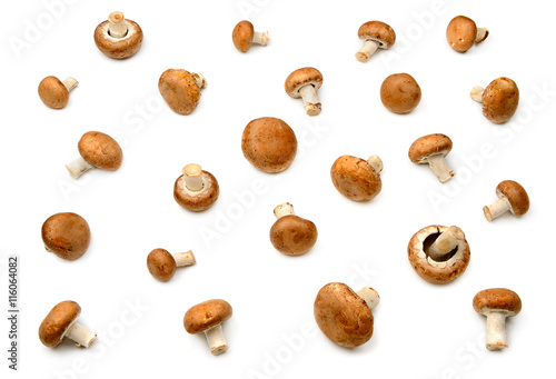 Collection champignon isolated on white photo