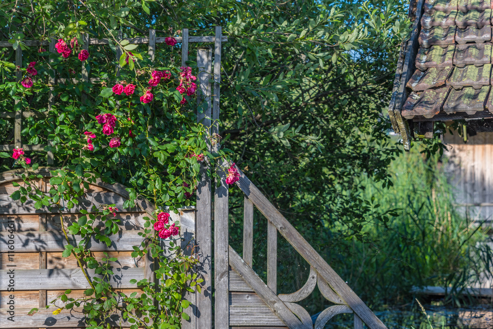 Fototapeta premium Holzsstiege mit Rosenstrauch