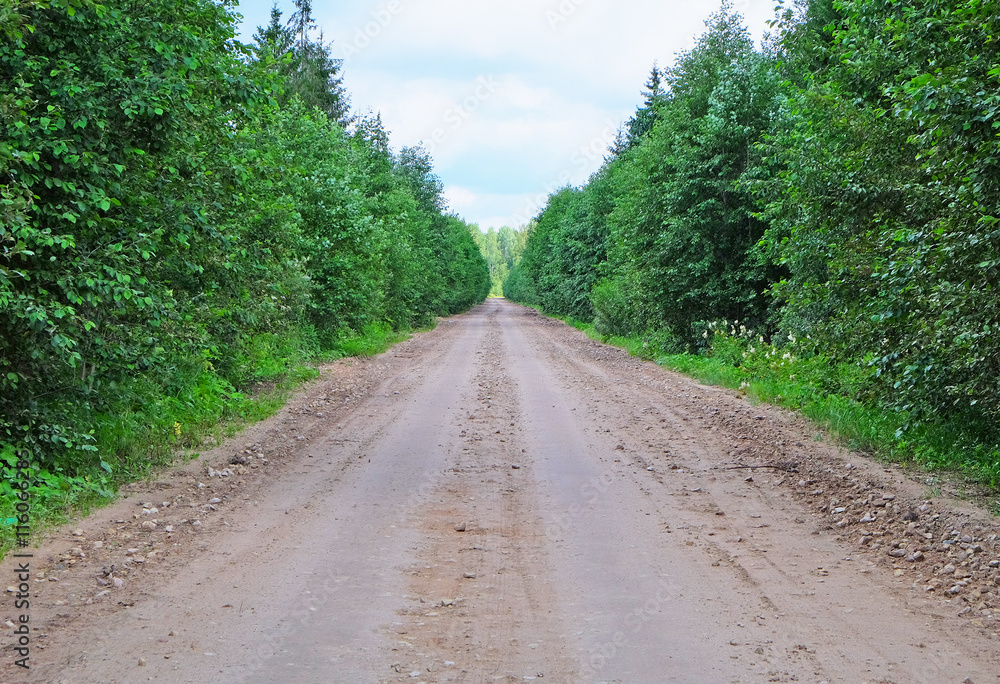 dirt road through deciduous forest dirt road through deciduous forest