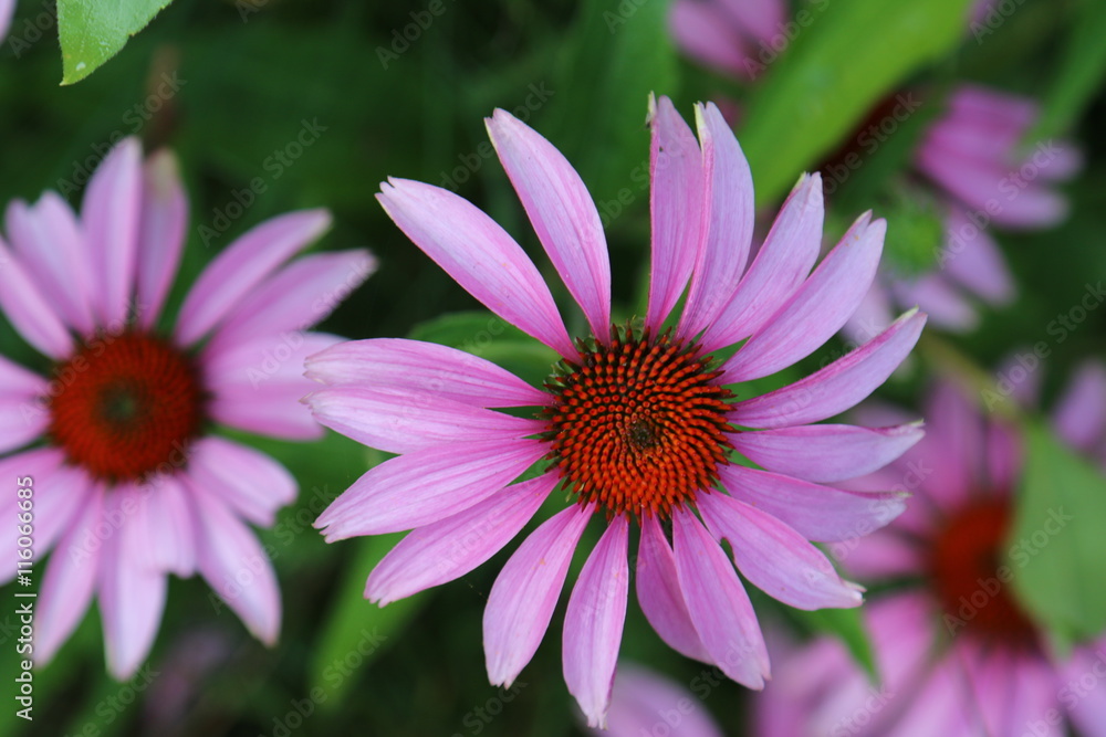 Echinacea - Purpur-Sonnenhut