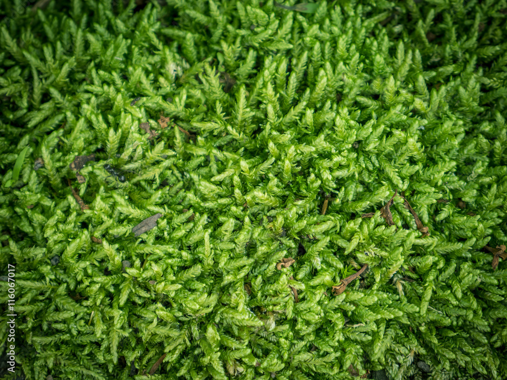 Green moss background, selective focus with shallow depth of field. Green moss background, selective focus with shallow depth of field.