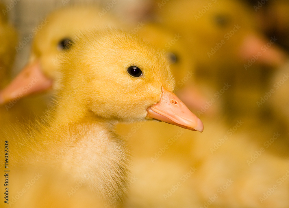 Fototapeta premium Week a lot of yellow ducklings on a poultry farm