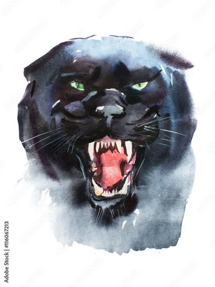 Watercolor drawing of angry looking panther. Animal portrait on white  background. Stock Illustration | Adobe Stock