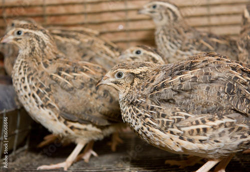 A few quails in a cage on a chicken farm