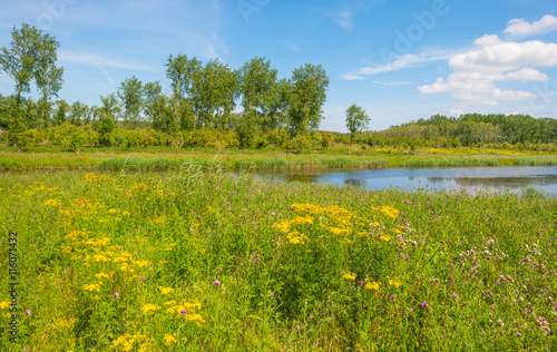 Wild flowers along the shore of a lake 
