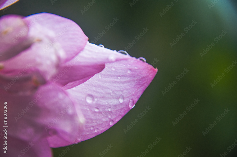 Lotus flower closeup