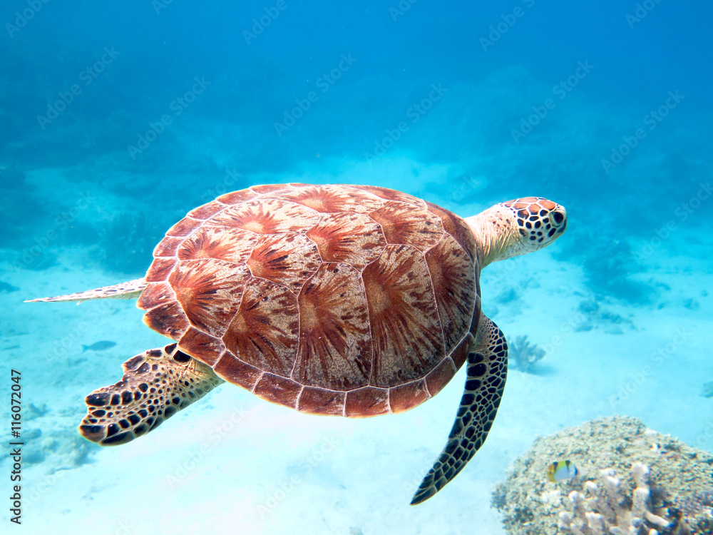 Naklejka premium tortue verte nageant à Mayotte