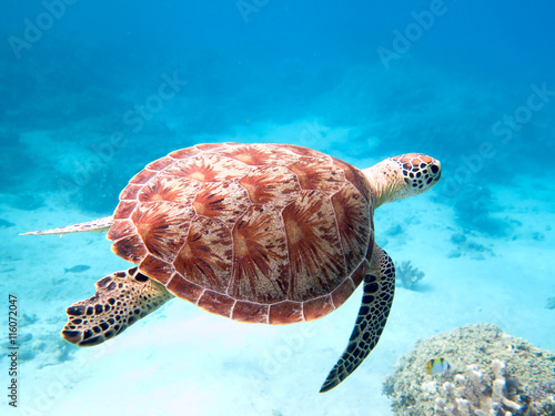 tortue verte nageant à Mayotte