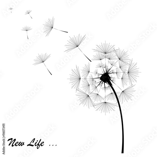 Dandelion in black with the inscription on the white background