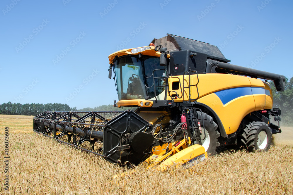 Obraz premium Combine harvests wheat on a field in sunny summer day