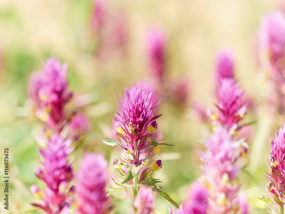 Beautiful little meadow wild pink flowers on a natural backgrou Beautiful little meadow wild pink flowers on a natural backgrou