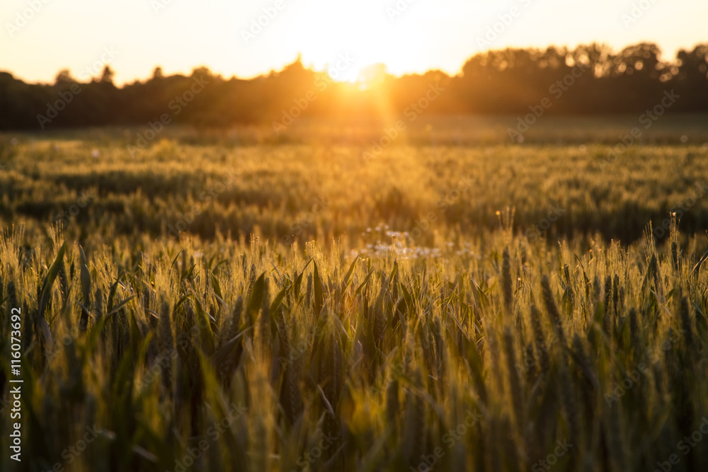 Wheat Farm Field at Golden Sunset or Sunrise
