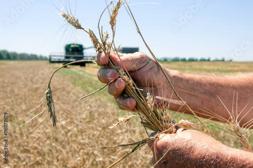 Hand holding the ripe wheat ear in sunny summer day, closeup