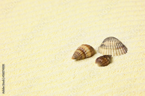 Sea shells lying on beach