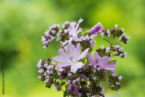 Wallpaper Mural Malven und wilder Majoran Torontodigital.ca