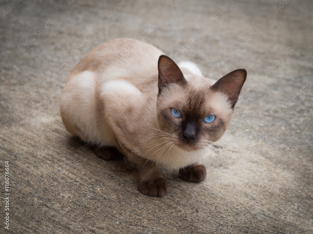 Thai famous cat (Siamese Cat, Moon Diamond, Seal Point) in dark and light  brown hair and blue eyes looking and warily on floor Stock Photo | Adobe  Stock