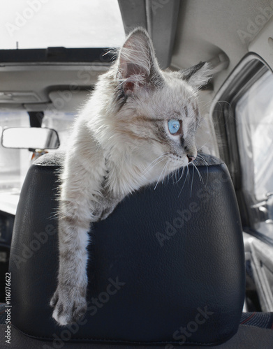 Kitten sits on car © dimmitrius