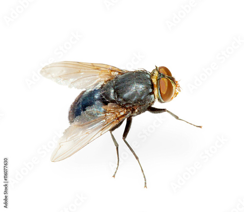 Common fly - hotbed of infection, isolated