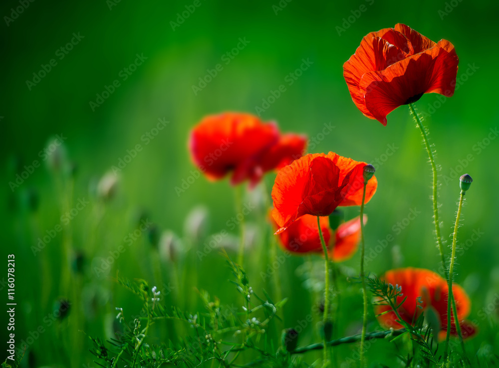 Obraz premium Niesamowite pole makowe. Letnie kwiaty.