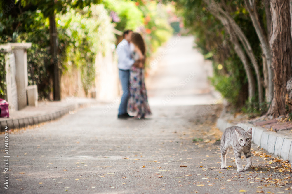 Fototapeta premium Kissing people at the background of walking cat