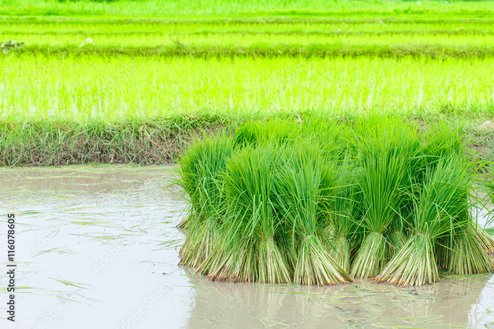 Fototapeta premium Seedlings of rice agriculture in rice fields