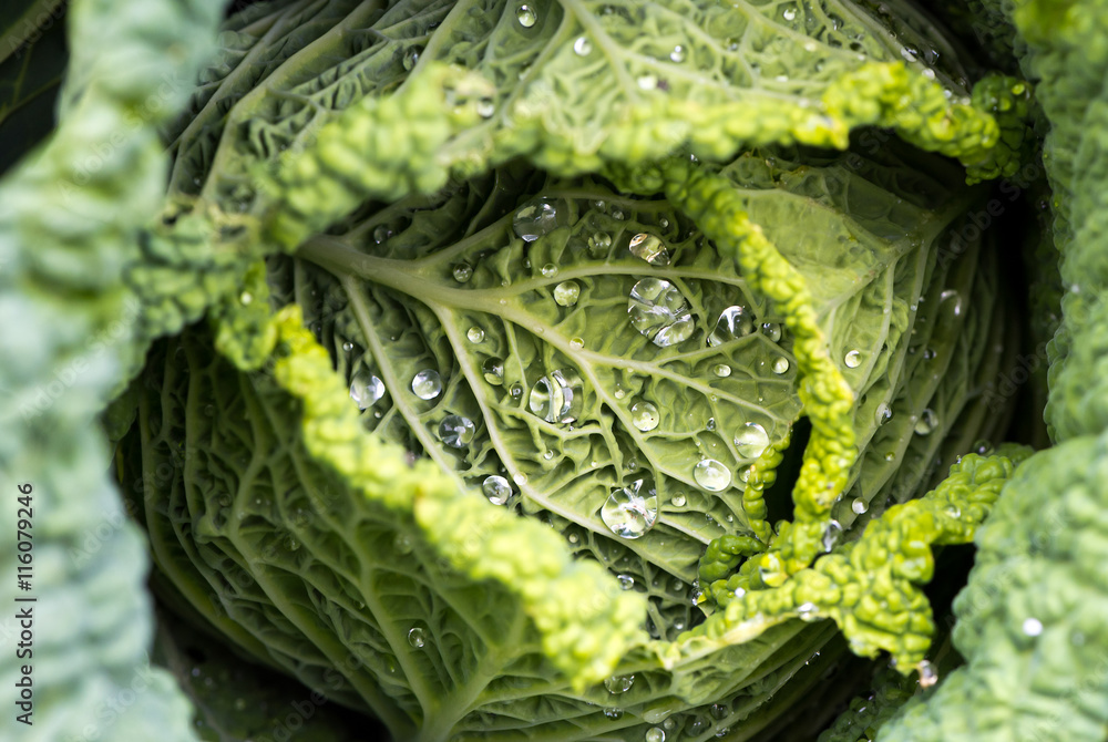 Obraz premium Savoy cabbage leaves with watter drops