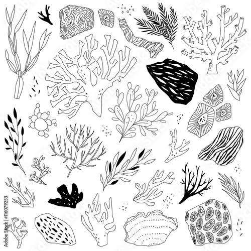vector Illustration with sea life objects