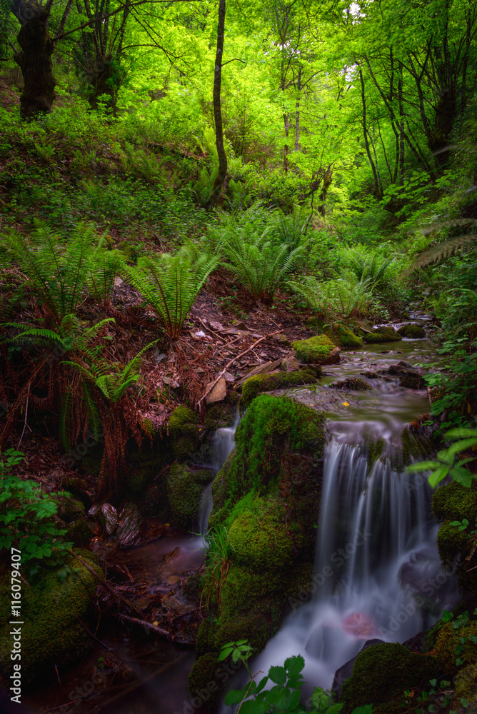 Stream between ferns in a forest
