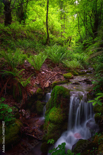 Stream between ferns in a forest